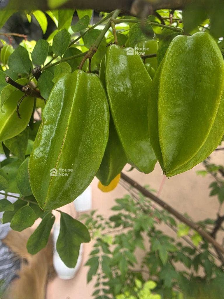 BÁN CĂN NHÀ CHỦ Ở LÂU NĂM NGAY CHỢ XÓM MỚI - ảnh 2 BÁN CĂN NHÀ CHỦ Ở LÂU NĂM NGAY CHỢ XÓM MỚI - ảnh 2